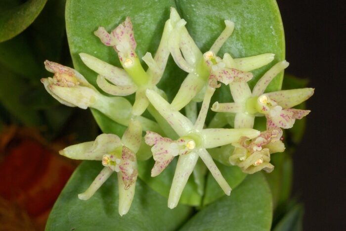 epidendruvesicatu 2