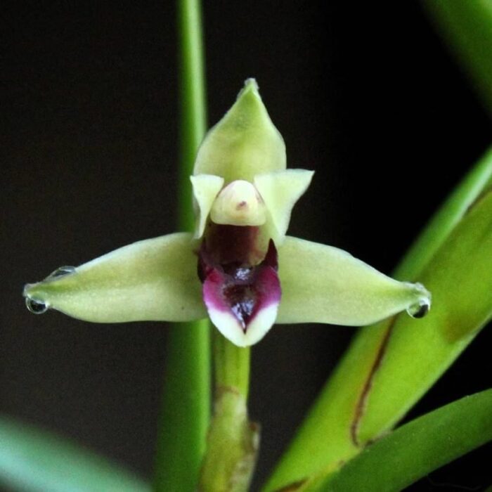equitans maxillaria 1