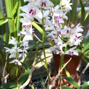 DENDROBIUM KINGIANUM BRANCO ADULTO