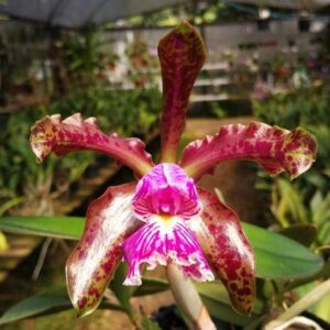 C. SCHILLERIANA “TIPO"  ADULTA