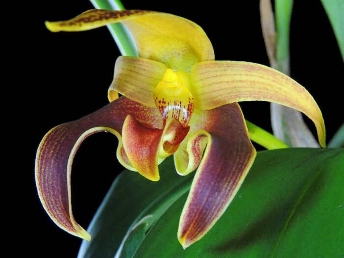 full bulb bulbophyllum lobbii 1