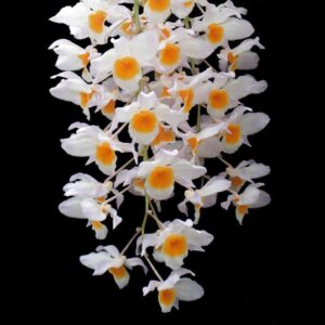 DENDROBIUM FARMERI - MUDA