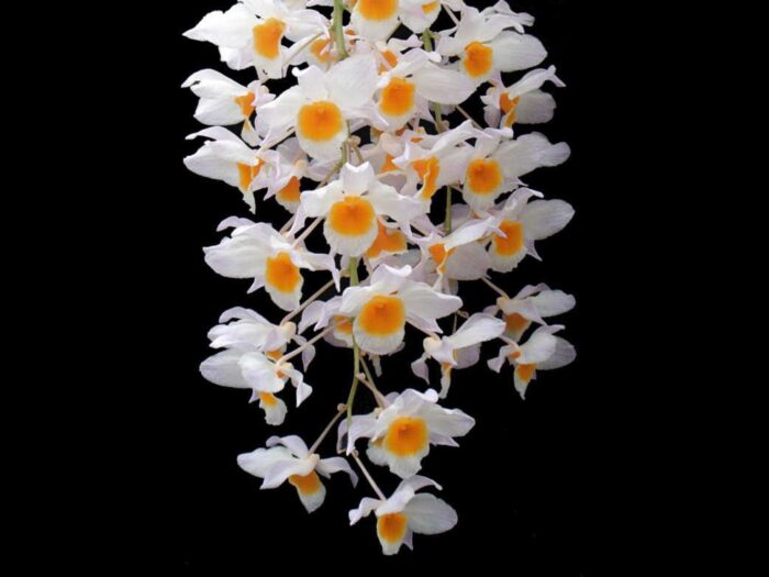 full den dendrobium farmeri 1