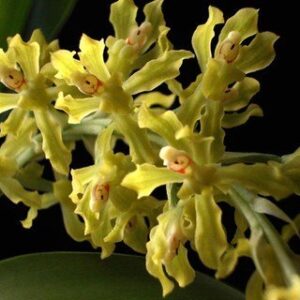 GOMESA RECURVA MUDA
