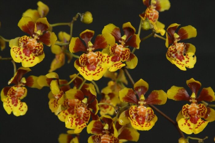 grandiphyllum pulvinatum 1 1