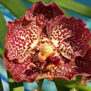 V. ADISAK HAPPINESS  PRÉ ADULTA