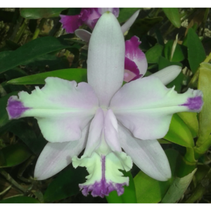 C. CLAISEANA FLAMEA  PRÉ ADULTA