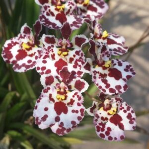 TOLUMNIA JAIRAK FIRM DALMATION ADULTA