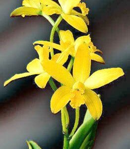 L. BRIEGERI X LC ALEXIS SAUER X BLC. CHUNYEAH
