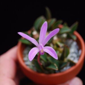 LAELIA RUPICOLA ADULTA