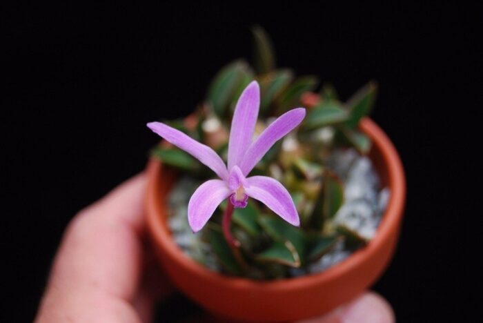 laelia rupicola 1