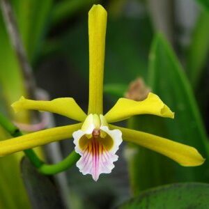 LAELIA REGENTE -  PRÉ ADULTA