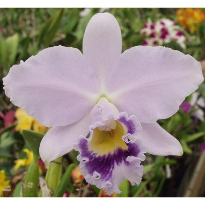 lc cornelia floralia 1 2
