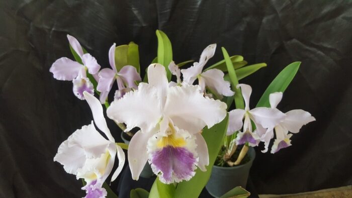 linda orquidea cattleya labiata coerulea azul D NQ NP 518025 MLB25353255579 022017 F 1