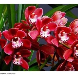 CYMBIDIUM PENDENTE RUBY SARA MUDA 5 A 10 CM
