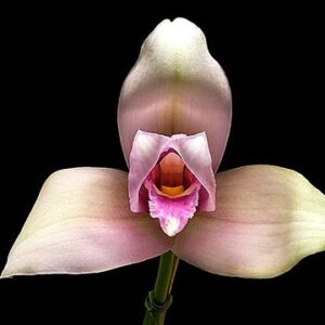 LYCASTE (ALMA DI MI ALMA X SKINNERI) NBS