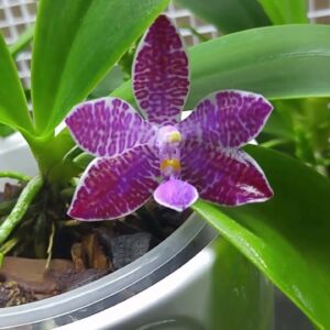 PHAL LUEDDEMANNIANA  MUDA