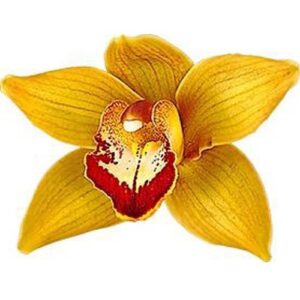 CYMBIDIUM MIGHT MUDA DE 10 A 15 CM