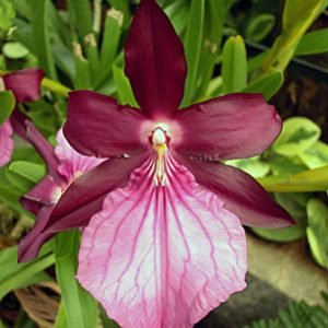 MILT MORELIANA ESCURA X SIB MUDA