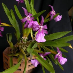 MILTÔNIA MORELIANA ESCURA ADULTA