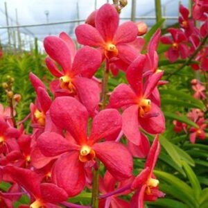MOKARA RED ADULTA