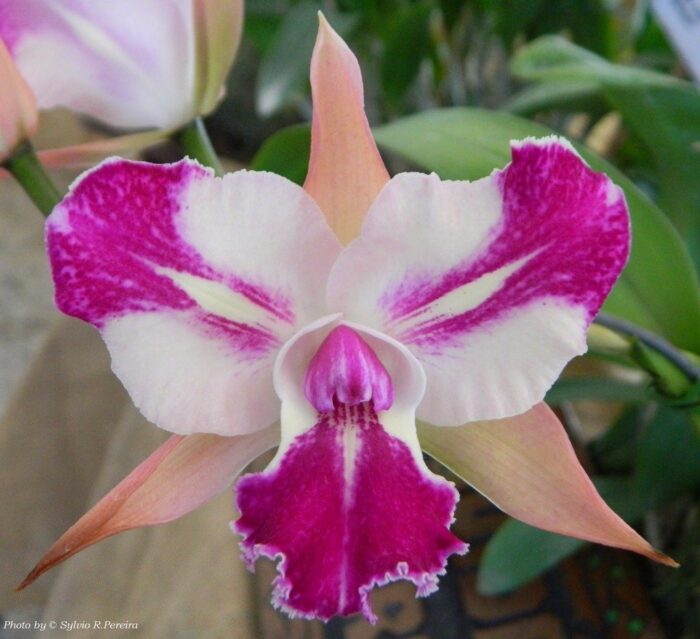 muda de orquidea blc chyong guu benz fong yuen D NQ NP 929242 MLB25755594053 072017 F 1