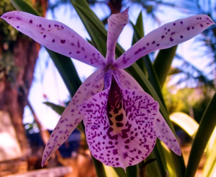 nodosaxbowringiana 1