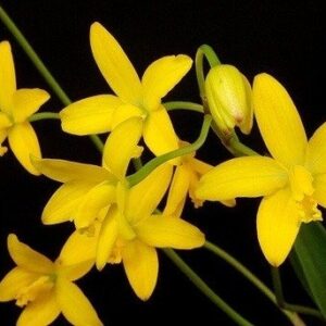 LAELIA BRIEGERI - ADULTA