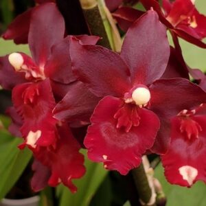 ORQUIDEA CARDINALE EPIPHANIC ADULTA
