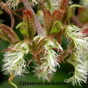 CATASETUM BARBATUM MUDA 5 A 10 CM
