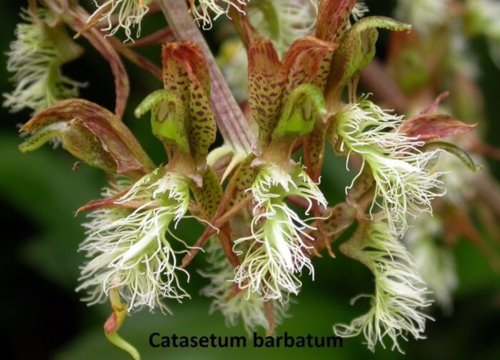 orquidea catasetum barbatum adulto D NQ NP 109225 MLB25410586256 032017 F 3