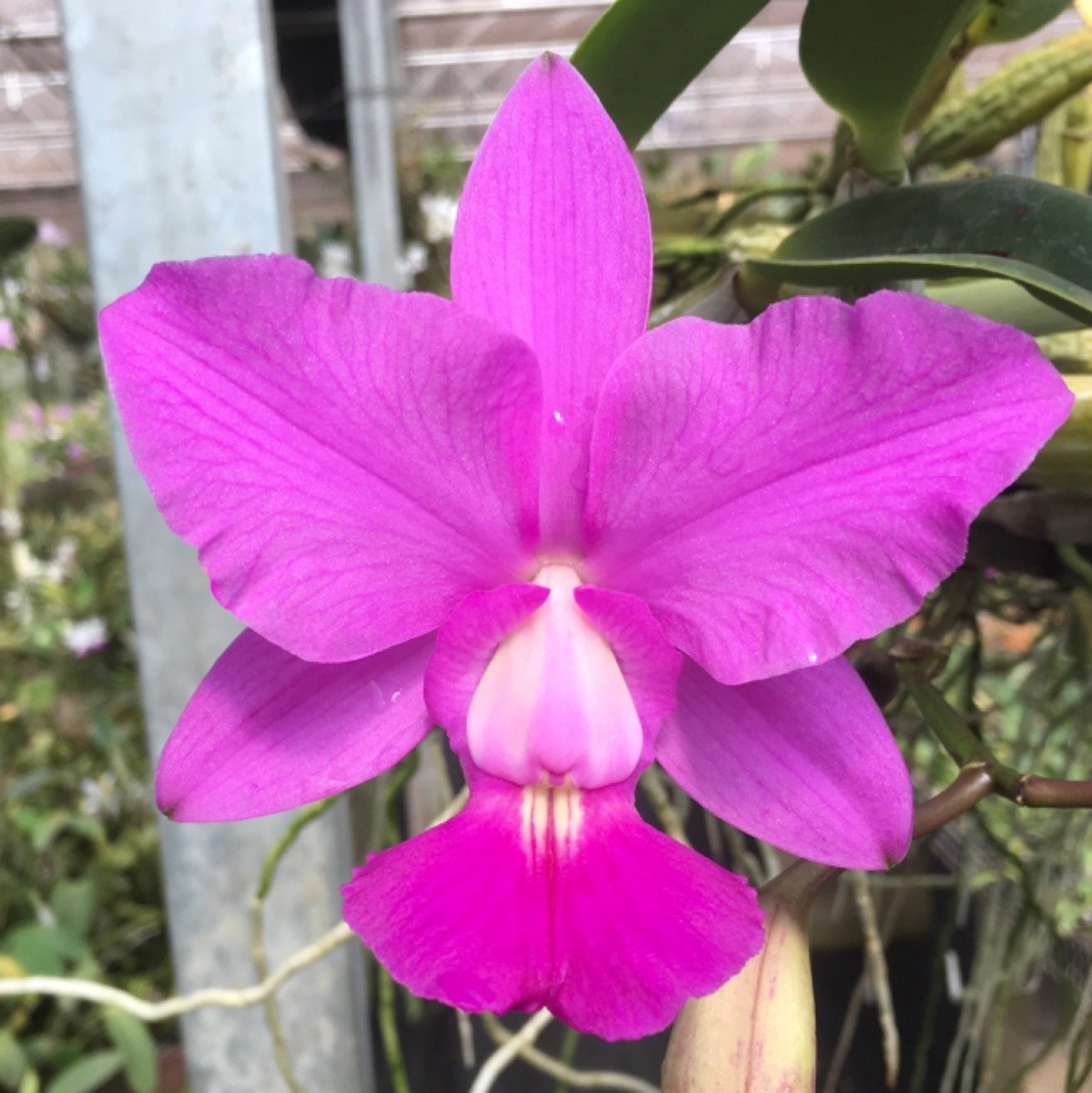orquidea cattleya walkeriana tipo estrela da colina corte D NQ NP 905453 MLB27376075040 052018 F 1