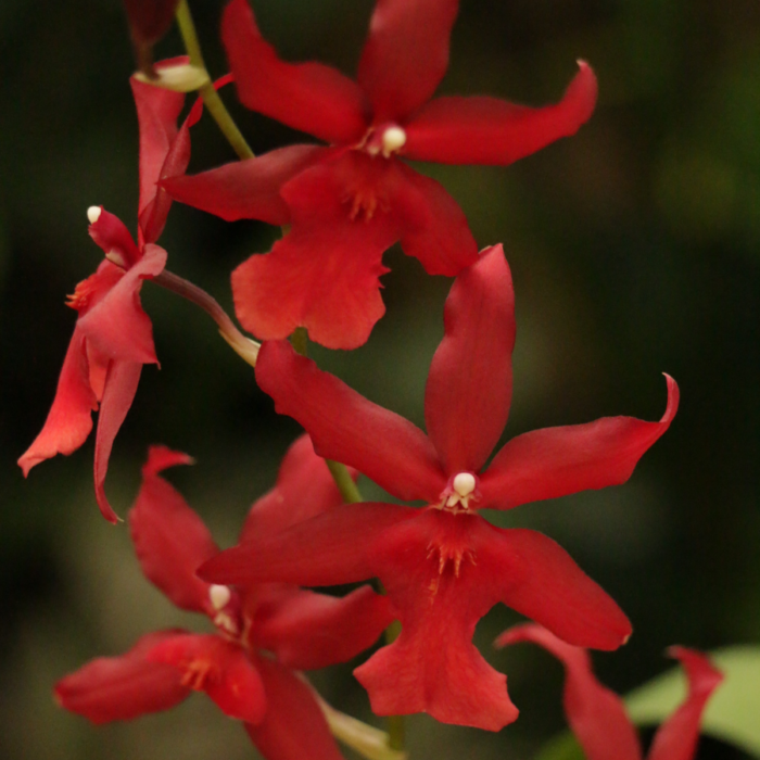 orquidea frans nymph 1
