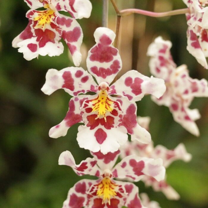 orquidea king diamond 1