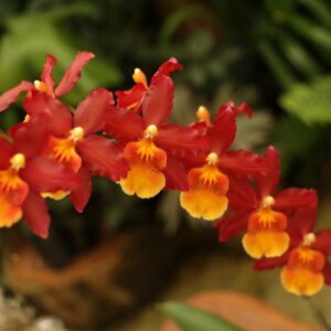 ORQUIDEA KING SNAKE ADULTA