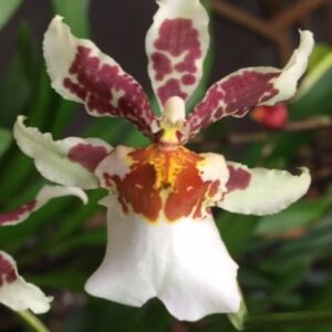 ORQUIDEA PACIFIC CAMEO MUDA