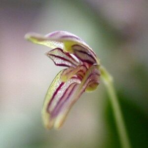 PABSTIELLA  PRÉSTEOGLOSSA MUDA