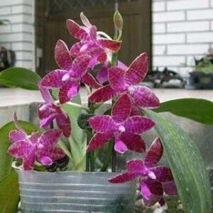 PHALAENOPSIS LUEDEMANIANA ADULTA