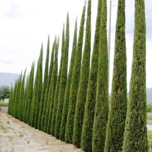 PYRAMIDALIS