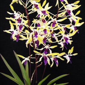 DENDROBIUM PIXIE  PRÉNCESS MUDA