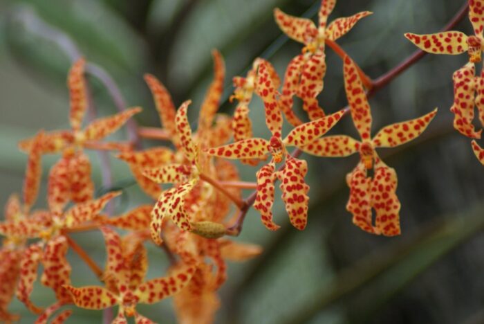 renanthera monachica 4 1