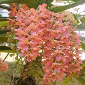 RHYNCHOSTYLIS ORANGE MUDA 5 A 10 CM