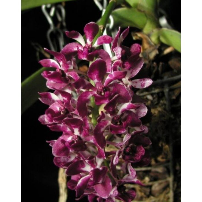 rhynchostylis white spots 1