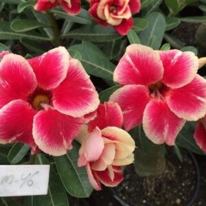 ROSA DO DESERTO LM-46