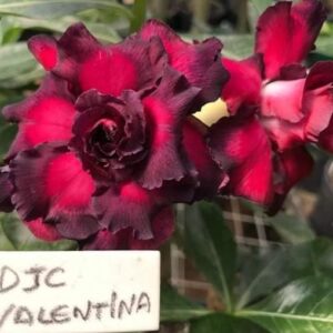 ROSA DO DESERTO - VALENTINA