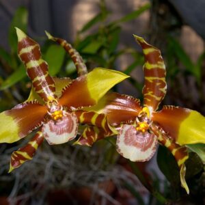ROSSIOGLOSSUM GRANDE MUDA