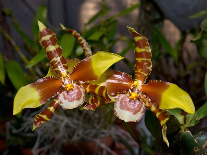 rossioglossum grande 1