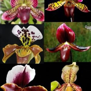 ORQUÍDEA SAPATINHO IMPORTADA MIX 5 UNIDADES
