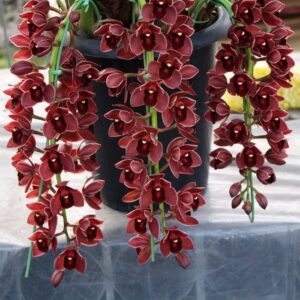 CYMBIDIUM PENDENTE VERMELHO MUDA