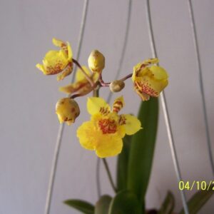 TOLUMNIA CAROTENE ADULTA